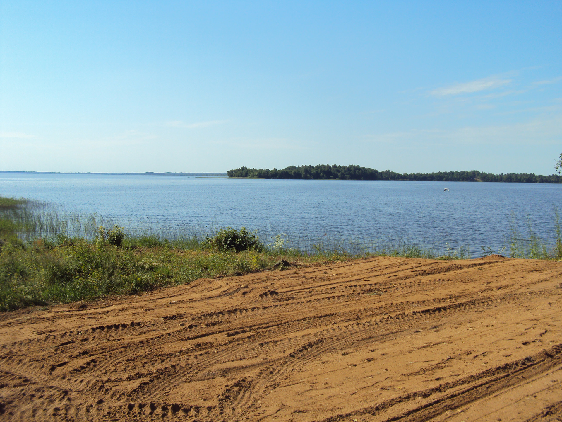 Заросший берег. Городище Жижец. Жижец Городище Псковская область. Городище опоки. Озеро Городище Псковская область.