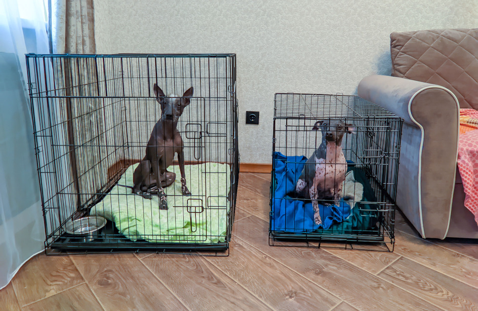 Когда хозяева уходят надолго… — Renault Kaptur (2020)