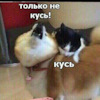 Хавал н6 тюнинг автомобиля. Смотреть фото Хавал н6 тюнинг автомобиля. Смотреть картинку Хавал н6 тюнинг автомобиля. Картинка про Хавал н6 тюнинг автомобиля. Фото Хавал н6 тюнинг автомобиля
