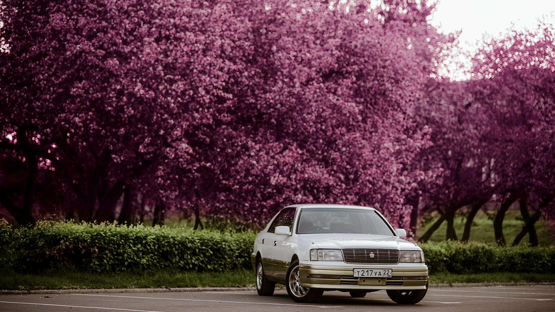 Тойота сакура. Toyota Crown 140 Сакура. Toyota Crown s180. Crown s150 Fujimi. Toyota Crown s150.