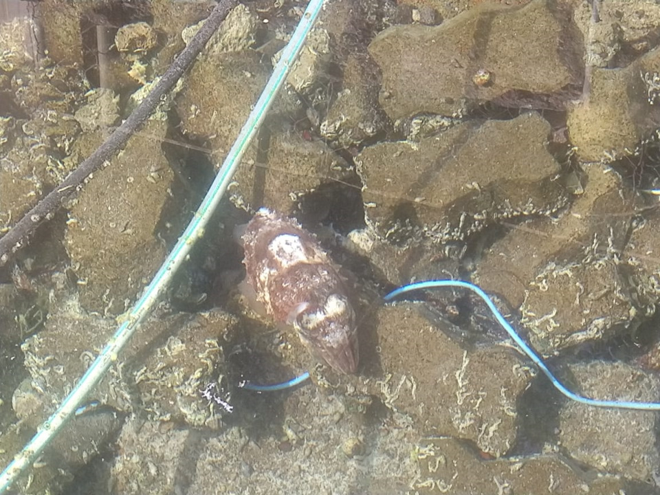 TRVyv8HsrkMcmvO5HqFeEMxDmjE 960 мангровые леса что это такое фото