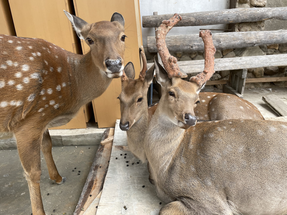 Фото в бортжурнале Cadillac Escalade (3G)