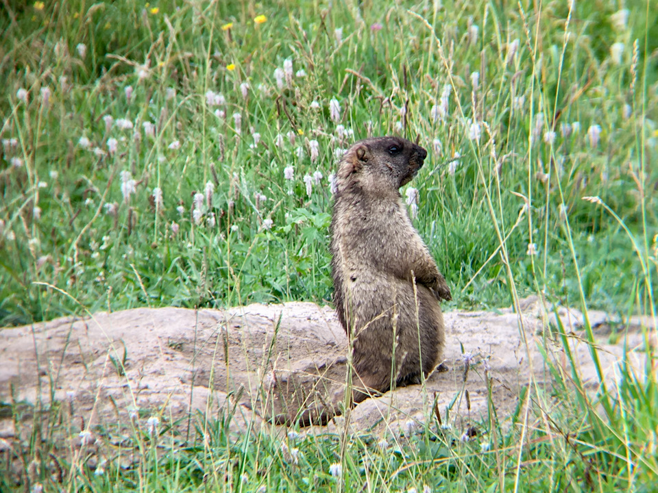 какая дробь на сурка. Смотреть фото какая дробь на сурка. Смотреть картинку какая дробь на сурка. Картинка про какая дробь на сурка. Фото какая дробь на сурка какая дробь на сурка. Смотреть фото какая дробь на сурка. Смотреть картинку какая дробь на сурка. Картинка про какая дробь на сурка. Фото какая дробь на сурка