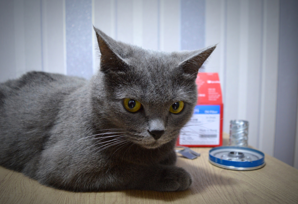 Ну давай уже про кишки расскажем. — Hyundai Solaris (1G)