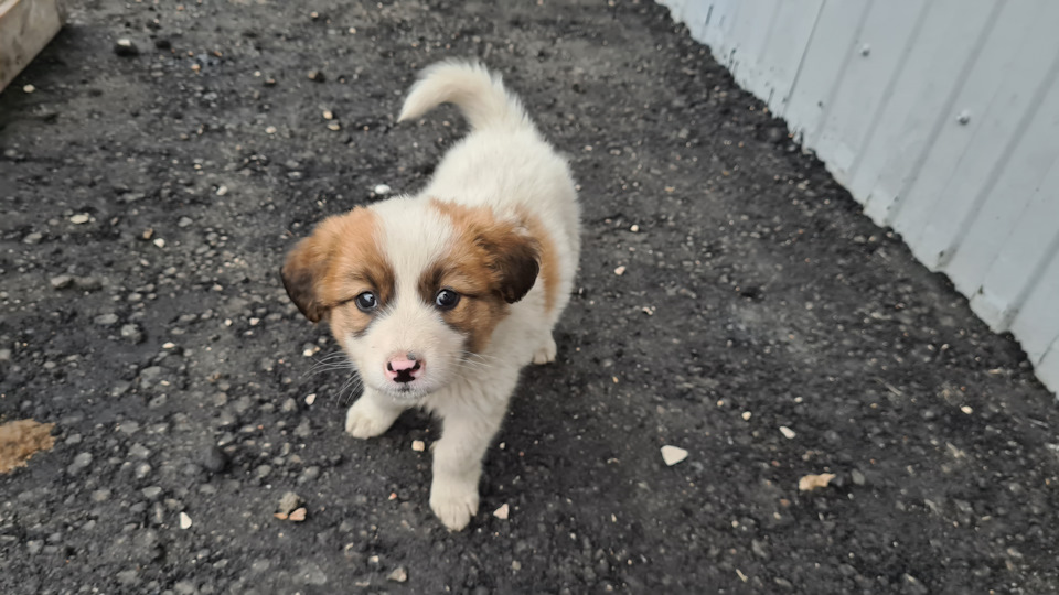 Замена масла в халдексе на 45к км — Volvo S90 (2G), 2 л, 2018 года ...