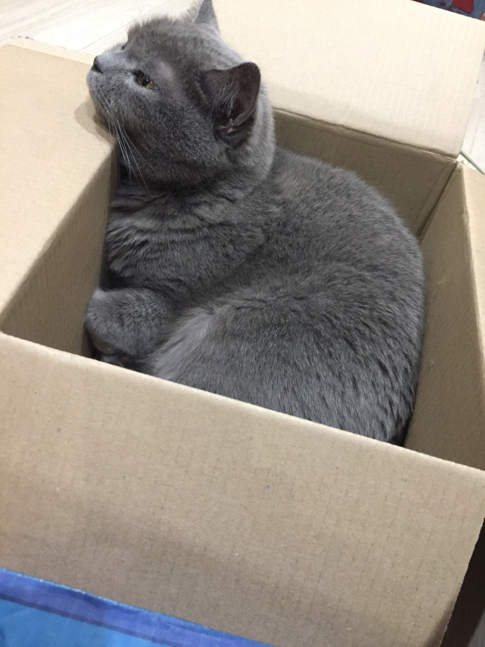 Фото в бортжурнале Mercedes-Benz C-Class (W202)