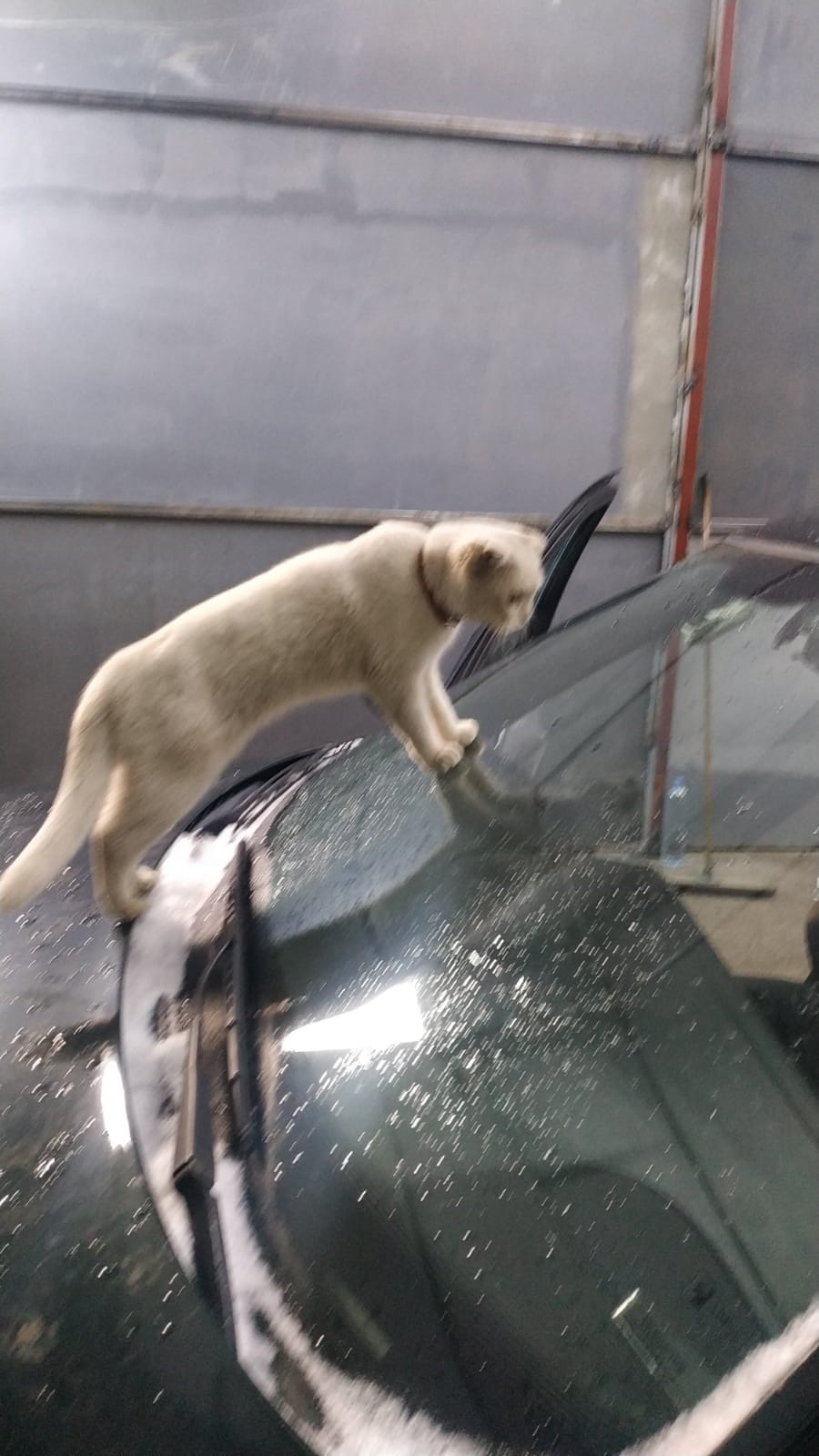 Фото в бортжурнале Saab 9-5 (1G)