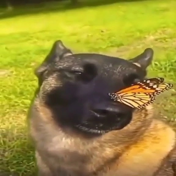 Набор стикеров для Telegram "Собакен"