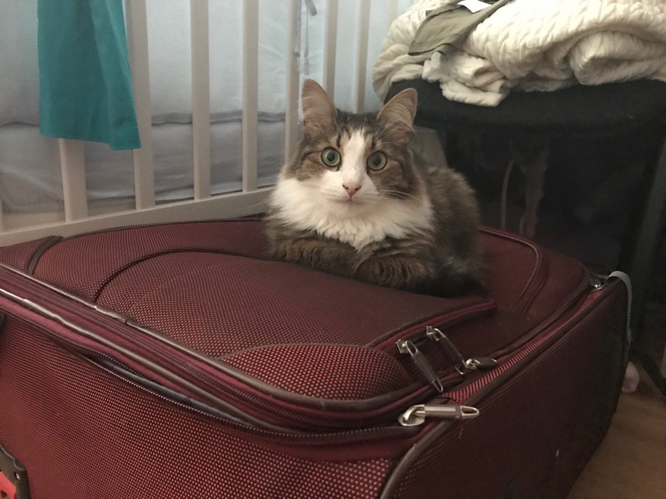 Котэ тоже хотел в багаж) — BMW X3 (F25)