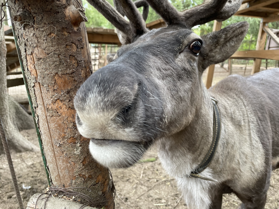 Фото в бортжурнале Cadillac Escalade (3G)