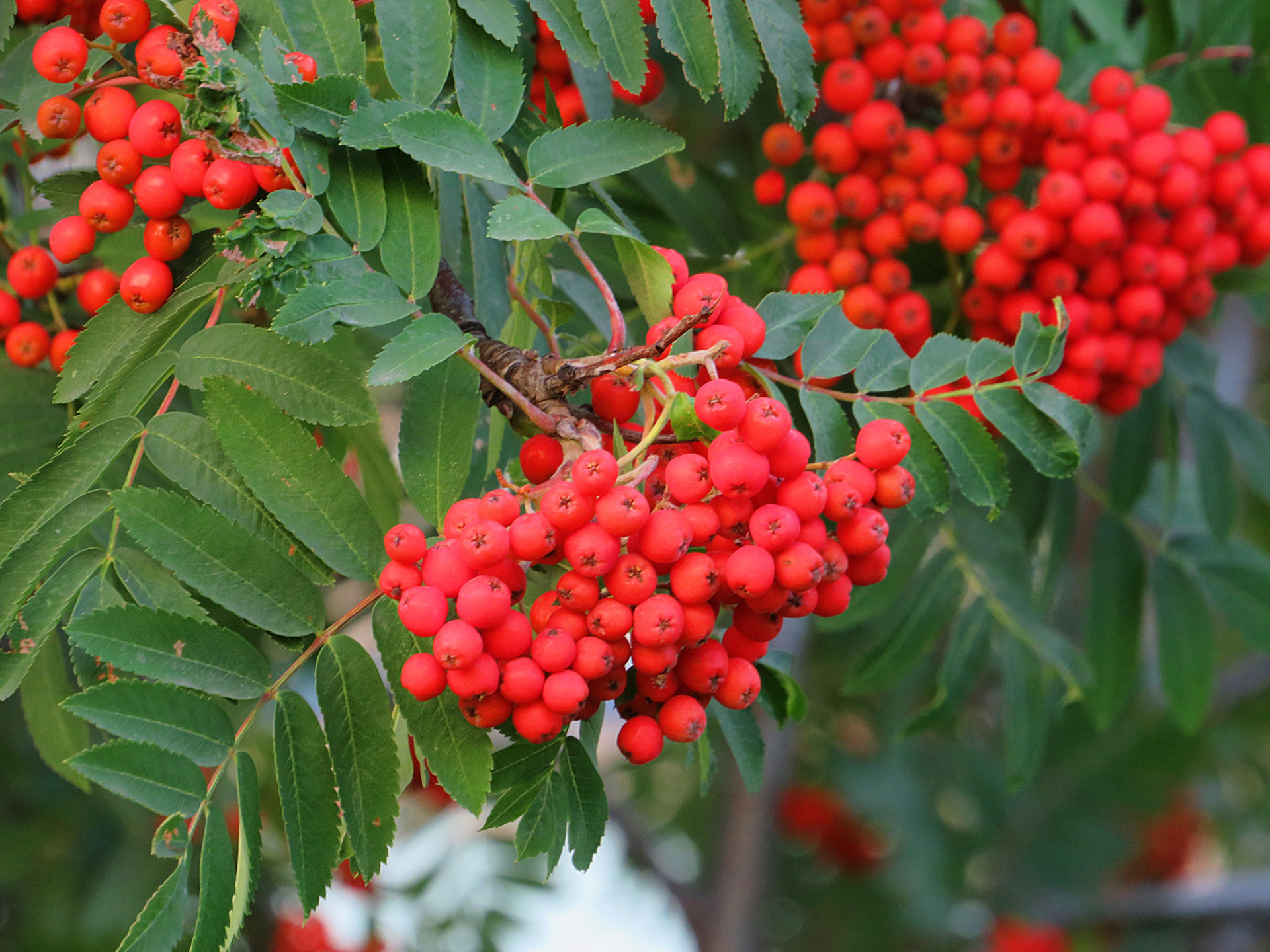 Рябина красная фото. Рябина Лесная. Рябина Скальная (Sorbus rupicola. Рябина промежуточная. Лесная рябина красная.