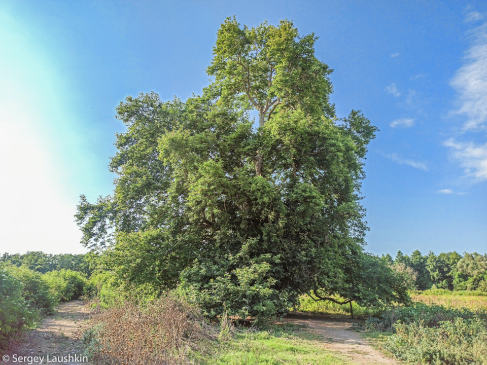 Платан в Самурском лесу. — Mitsubishi Pajero Sport (2G)