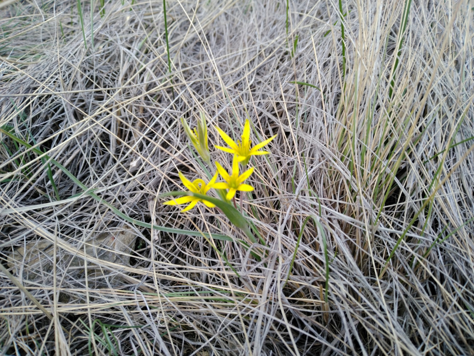 Фото в бортжурнале УАЗ Patriot