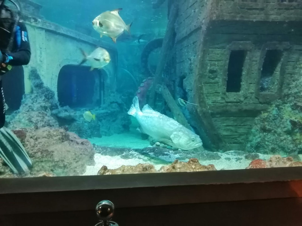 Путешевствие в Воронежский океанариум на приорке — Lada Приора ...