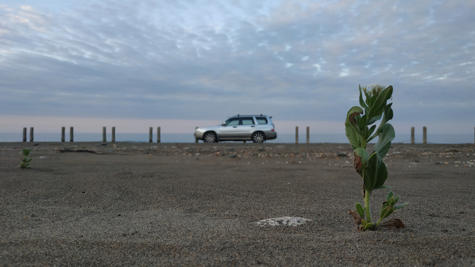 Subaru Forester Сყნყბყნყბყ