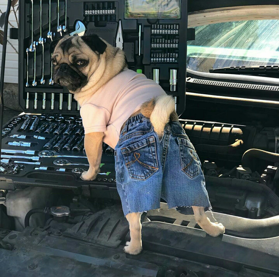 Dogs don't wear pants buy. Собака в джинсах мем. Собака в джинсах мем. Человек устал. Собака андеграунд.