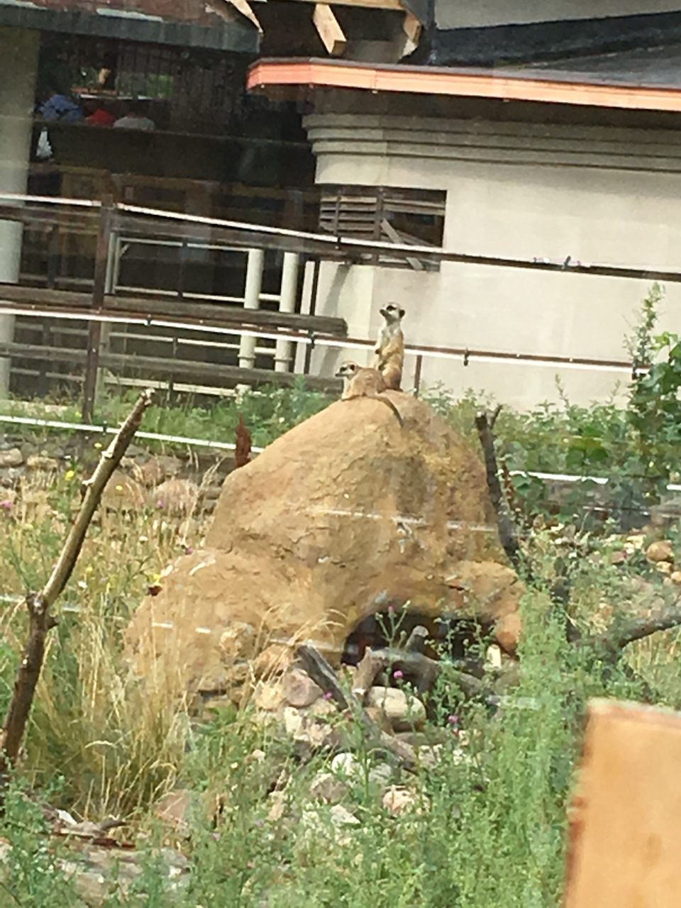 Сурикаты — Lada Granta