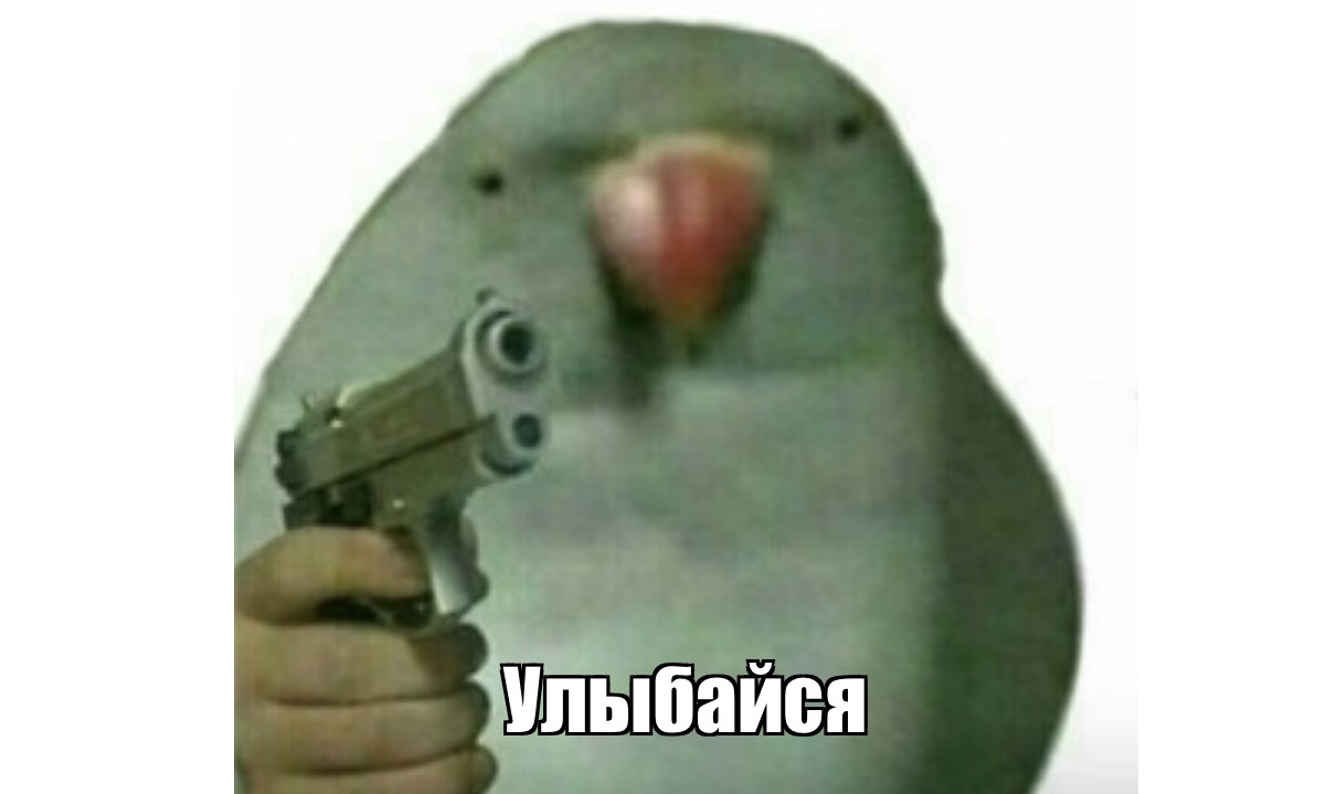 Фото с попугаем мем тик ток