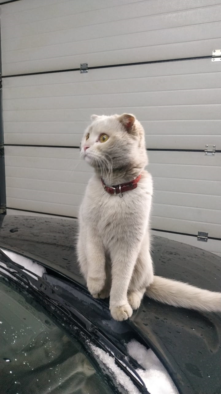 Ну как без котейки. — Saab 9-5 (1G)