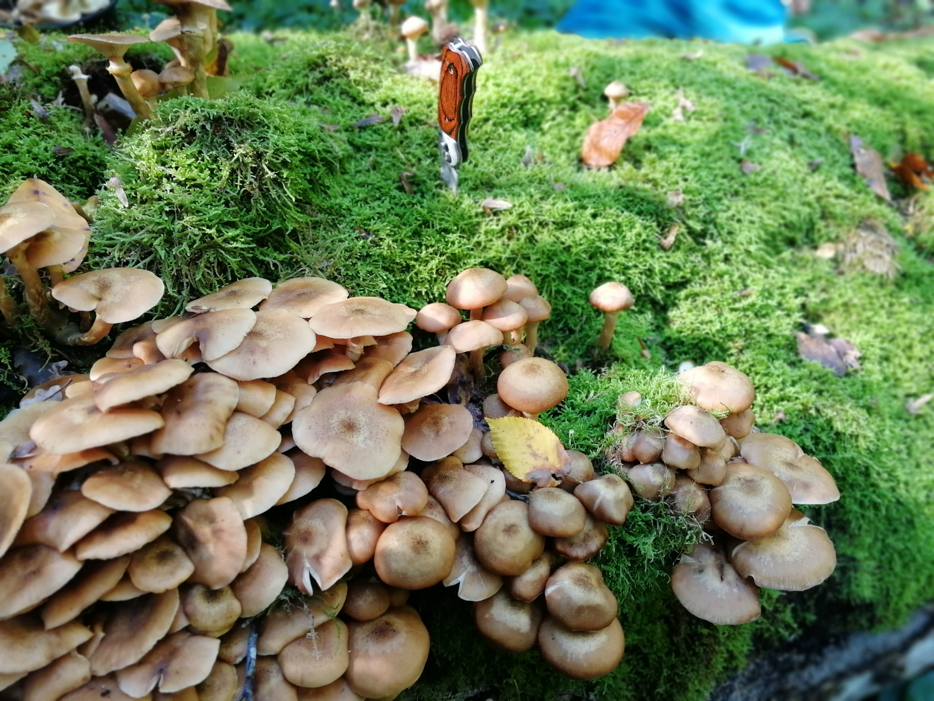 осенние грибы на кубани фото названия