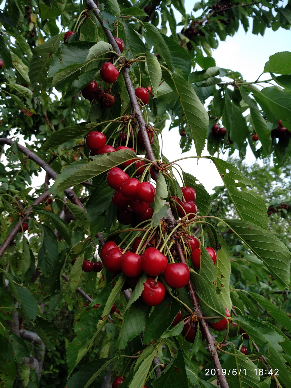 Фото в бортжурнале Honda CR-V (RE)