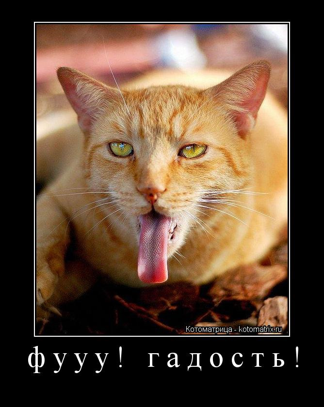 Кошка кашляет