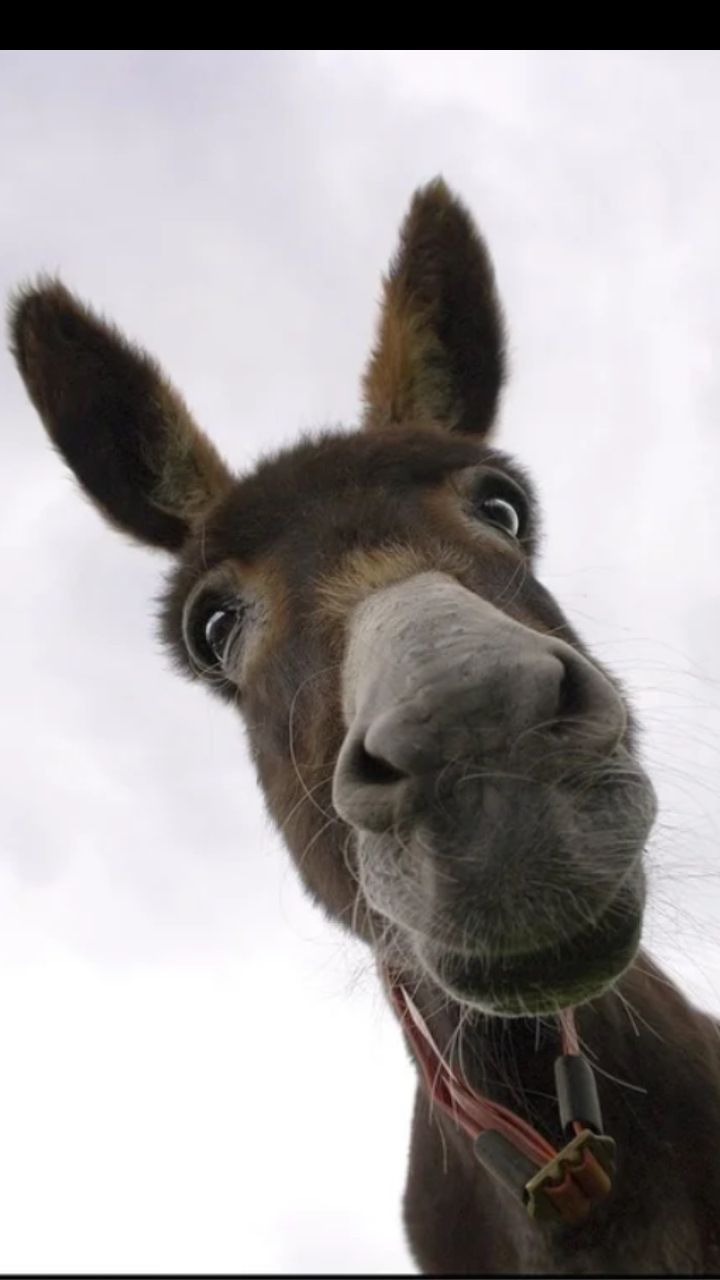 8 клоп, у кого какой расход топлива? — Lada Ларгус, 1,6 л, 2018 года ...