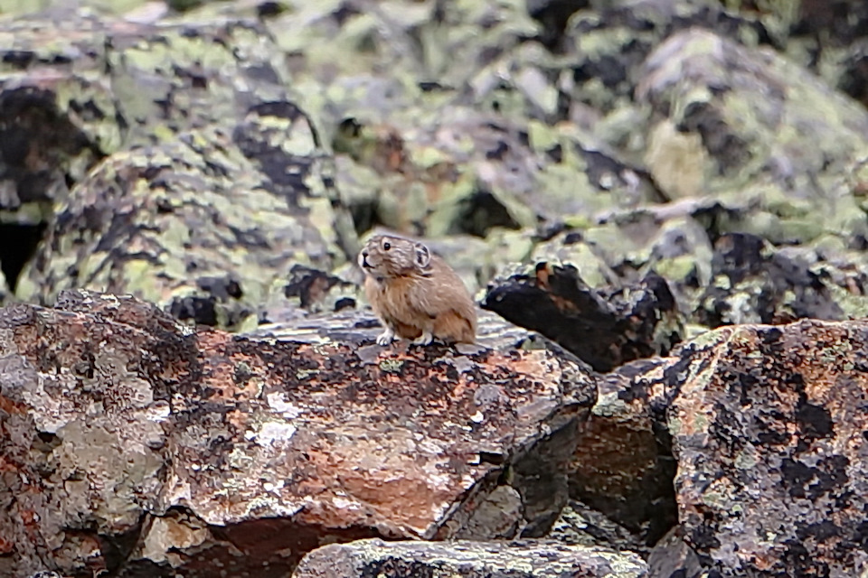 Только это не суслик, а монгольская Пищуха. Занятный зверек, похожий на раскормленного хомяка. Тот еще хулиган. Свистел весь день, пока солнце светило, что-то пытался нам рассказать — Toyota Land Cruiser 80