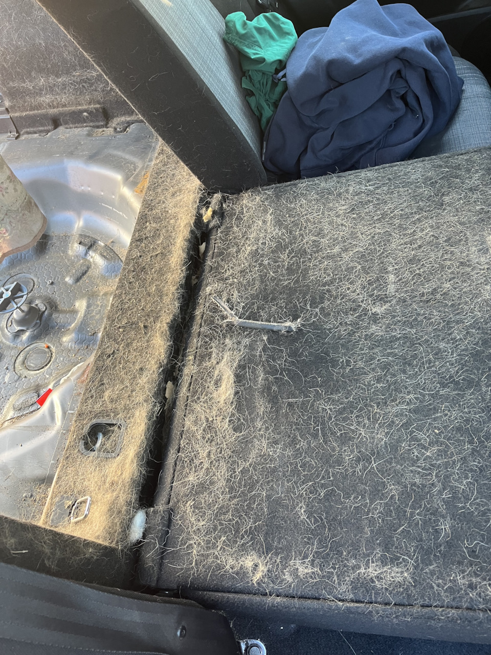 На чистку этого собачьего ковра и убирание запаха, ушло 3 дня. — KIA Ceed (1G)