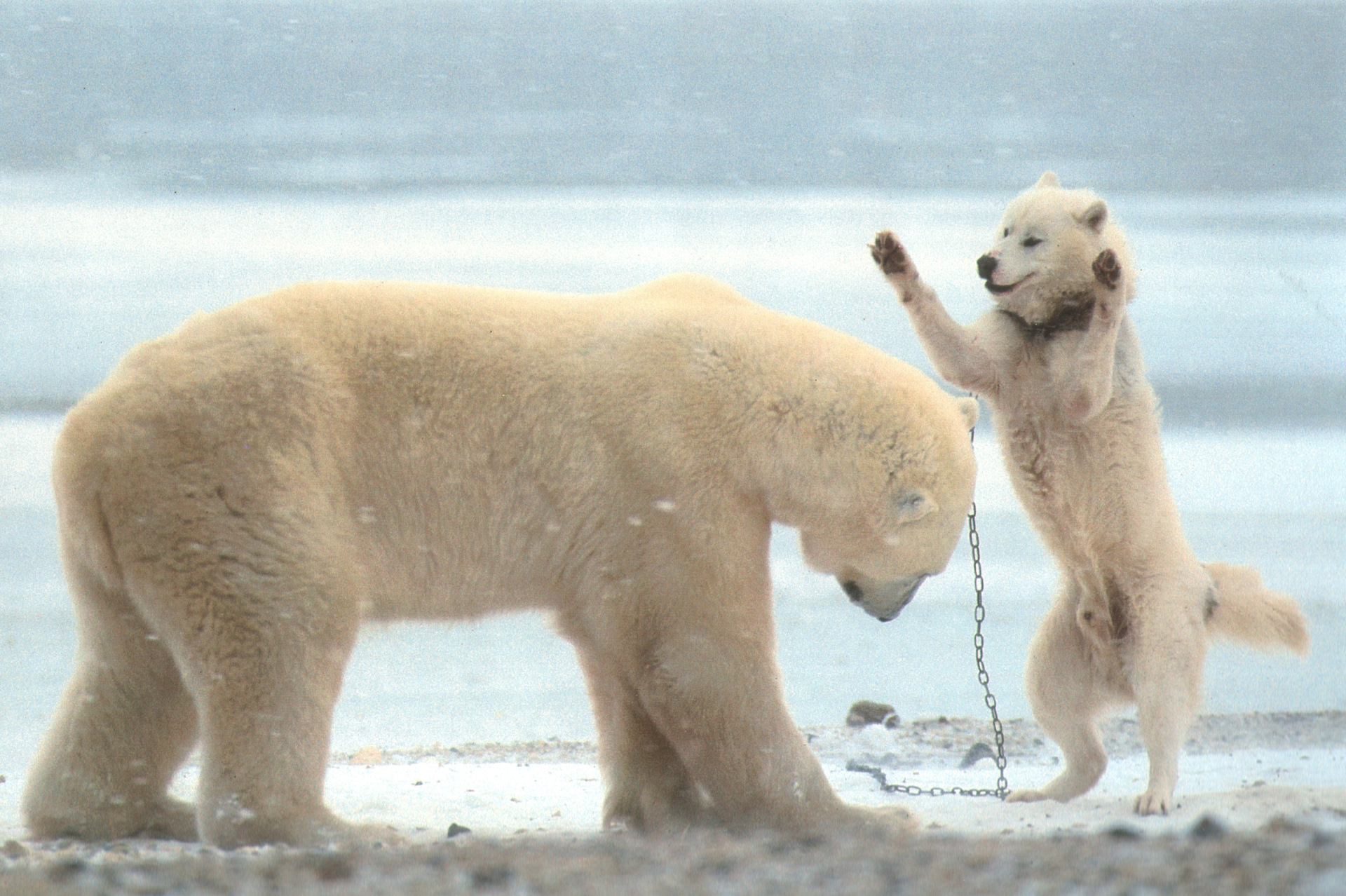 Видео собака привела медведей. Полярный волк и белый медведь. Белый медведь с медвежатами. Собака белый медведь. Дружба белого медведя и собаки.