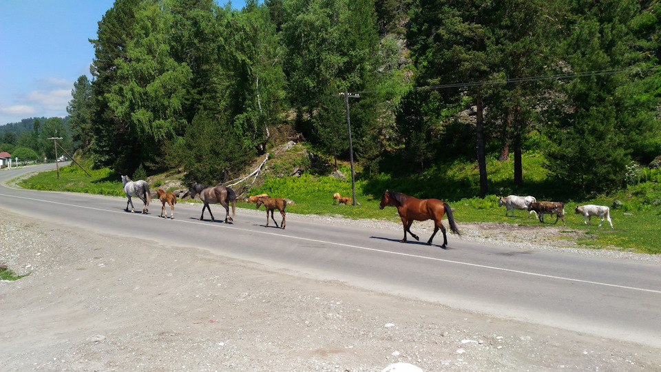 На дорогах полно живности. — Hyundai Creta (1G)