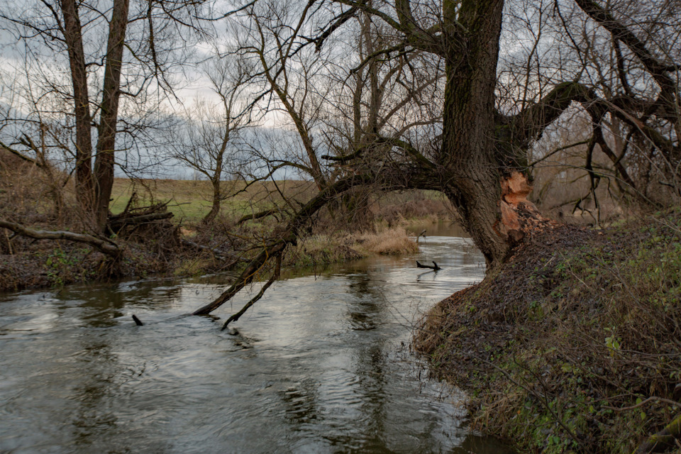 Что не вырубить топором, то бобры сгрызут ! — Сообщество «Фотография ...