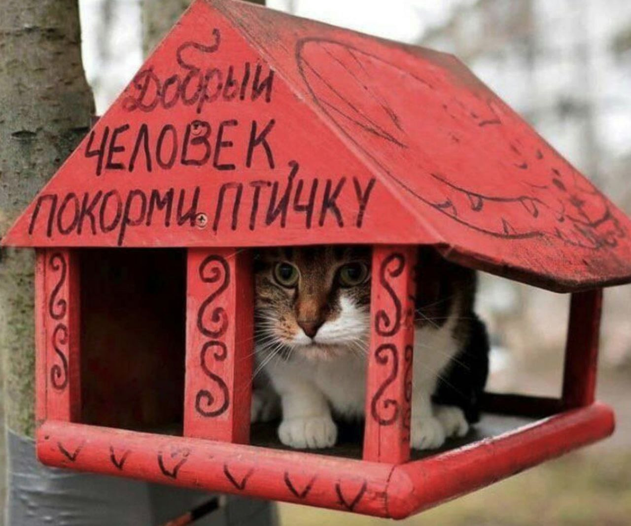 Птички для кошки