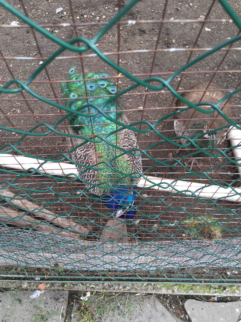 Павлин — Lada Granta