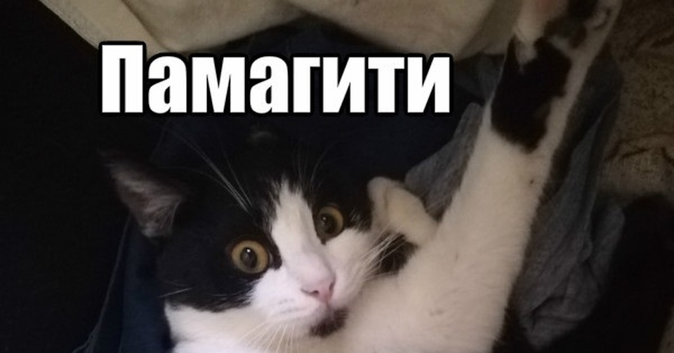 Спасите котика