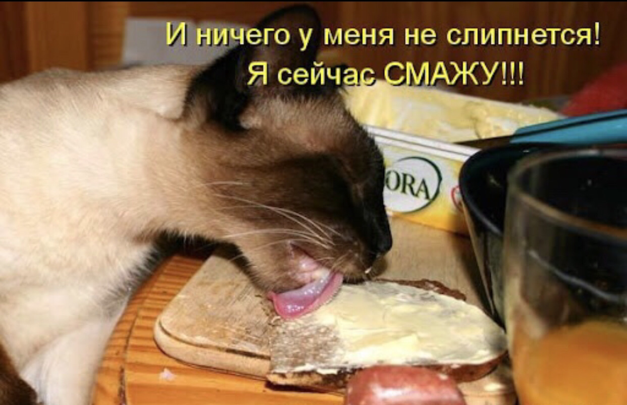 Можно кошке сливочное масло. Кот бутерброд. Кот бутерброд с колбасой. Кот ест бутерброд с маслом. Кот в сметане.