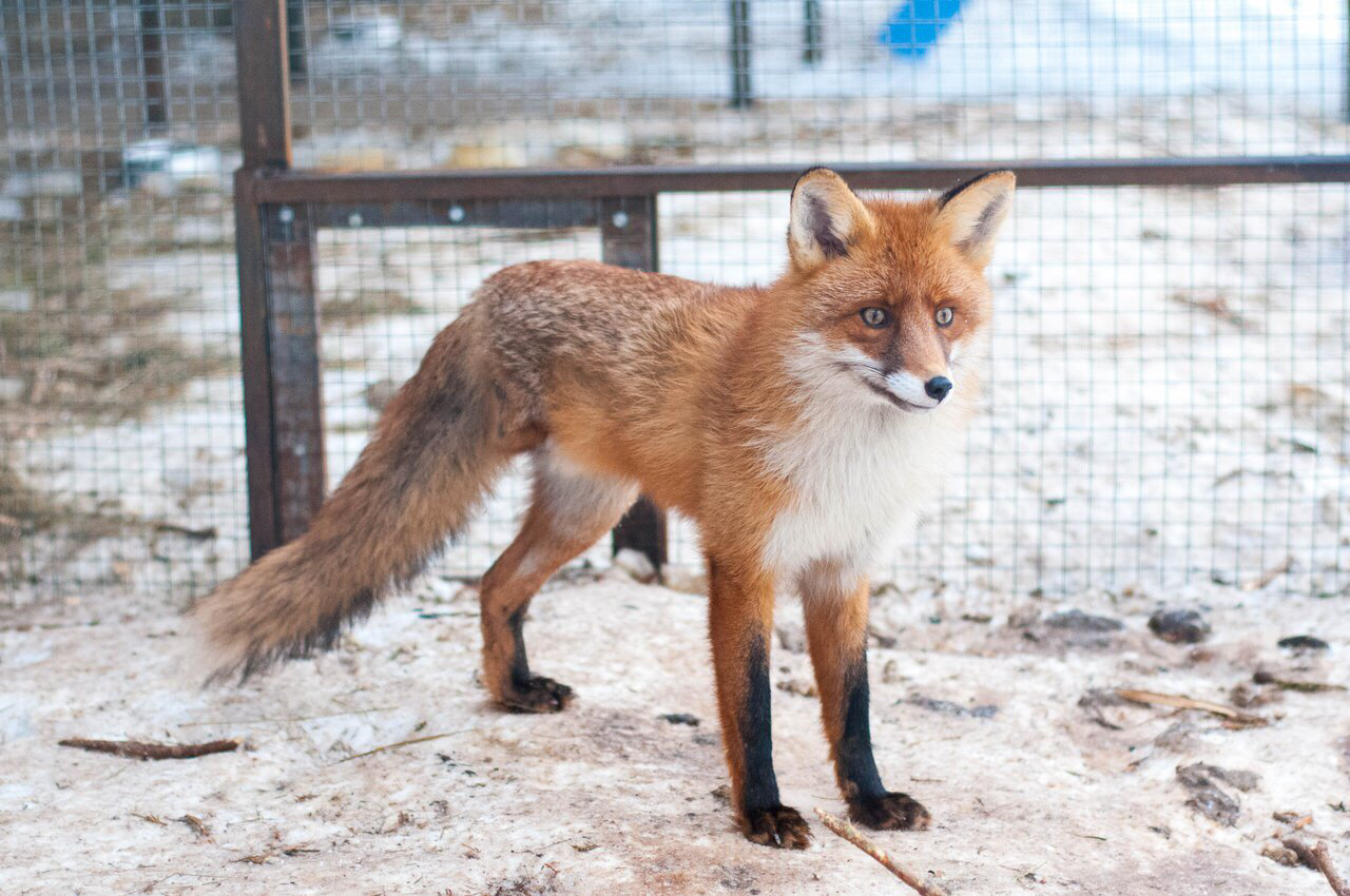 Лиса бандори. Лис самец. Кьют Фокс. Фото лисы мужского пола. Top fox