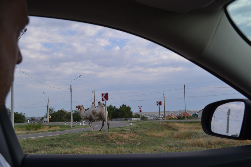 Или вот такое, с верблюдом, разгуливающим по проезжей части. — Jeep Cherokee (KL)