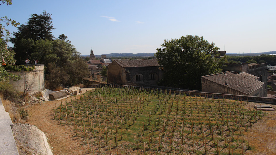Чтобы у Папы всегда было хорошее настроение и бодрый дух, у него тут имеется свой виноградник. — Audi A4 (B9)