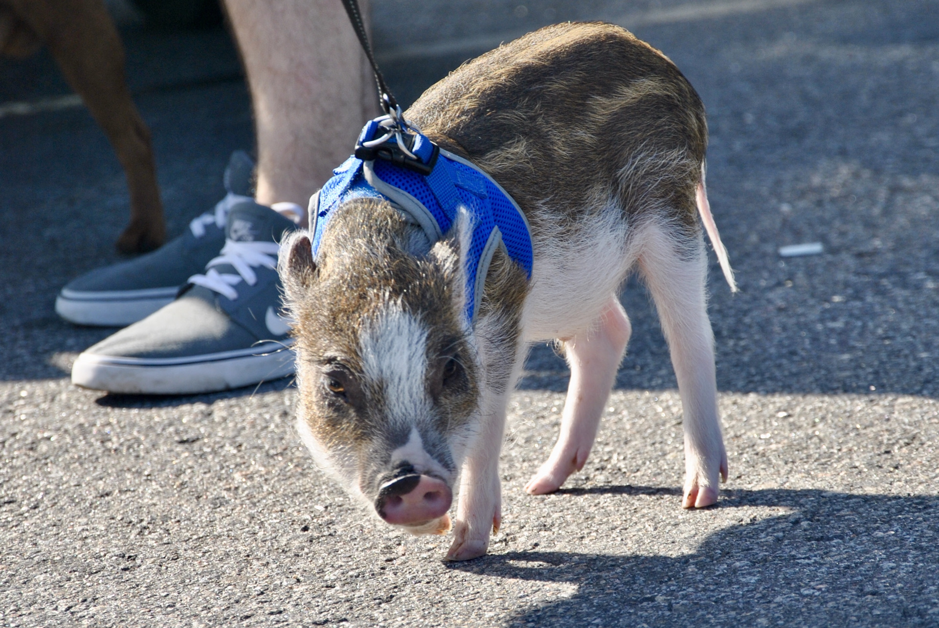 Неисправность датчиков парктроника — Hyundai Santa Fe (2G), 2,2 л, 2007 ...