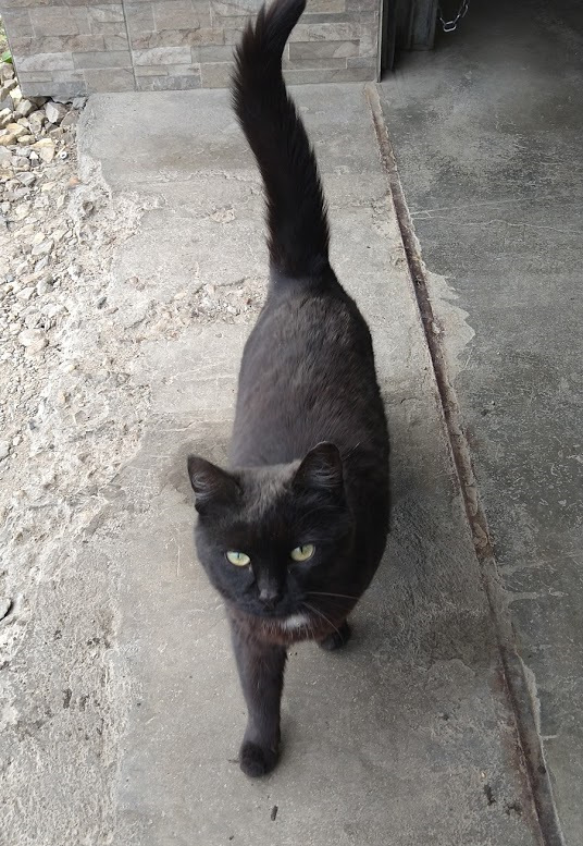 Кошка Муська в ожидании вкусняшек. Конечно же, я их привезла для нее! — Mercedes-Benz E-Class (W124)