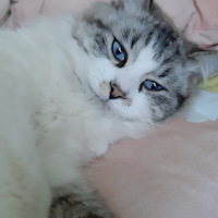 Пыльник на колдун (распределитель задних тормозов ) Рено Логан 1 — DRIVE2