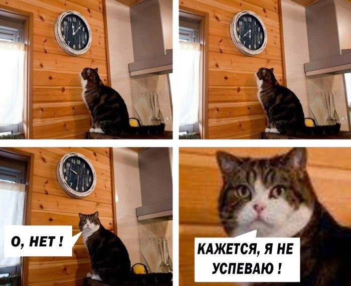 Кот ждет мем