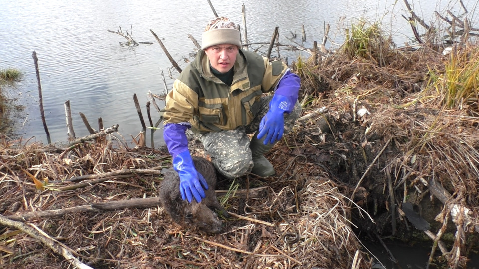 Охота на бобра капканами / Ночевка в Ниве / Первый бобр сезона ...