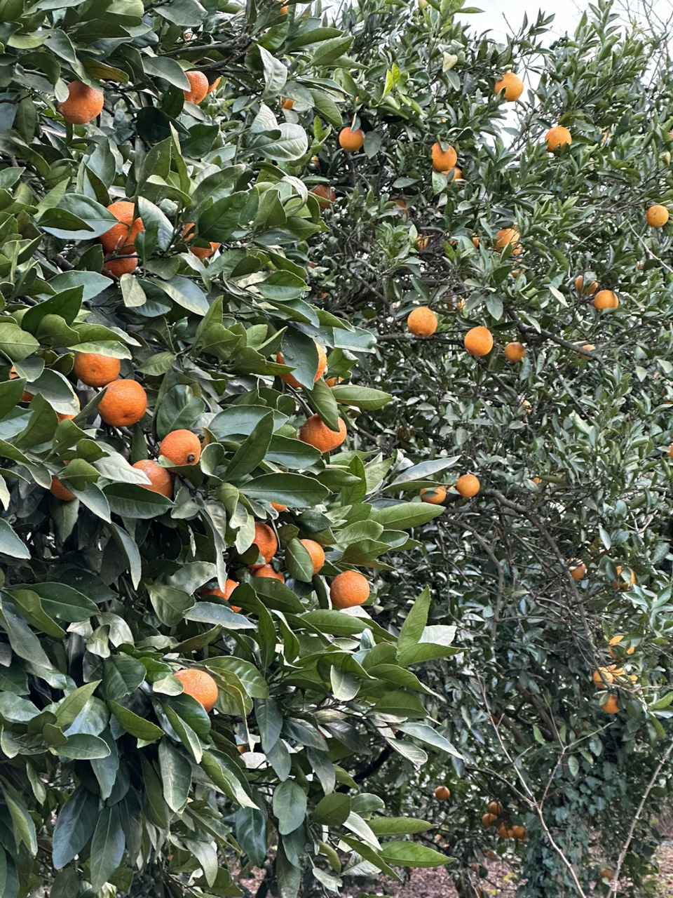 мандарины… — Audi 80 (B4)