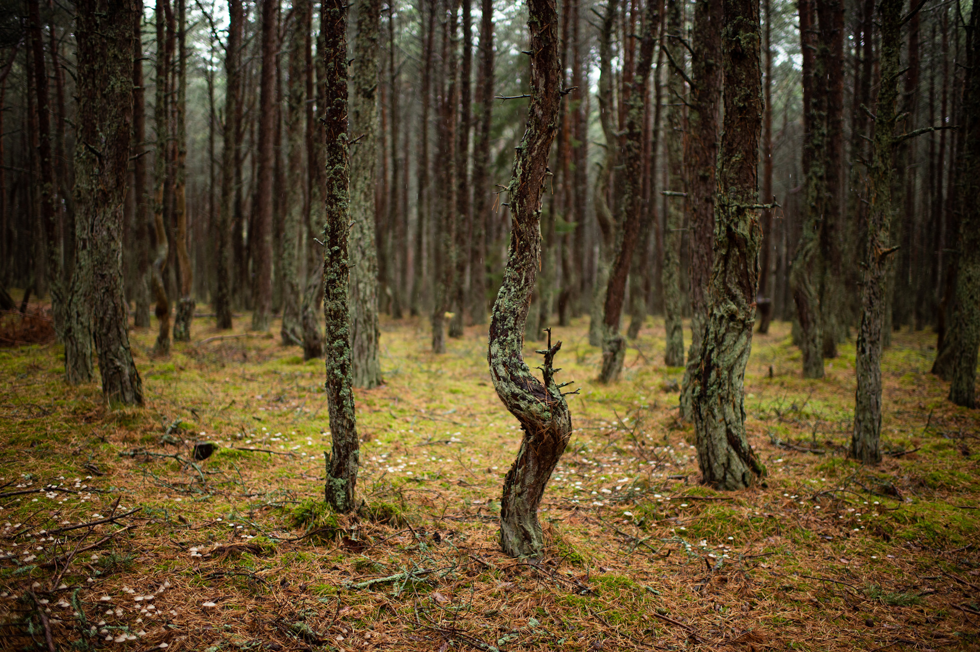 Forest 80. Куршская коса Танцующий лес. Танцующий лес на Куршской косе. Аномальный лес Калининград. Танцующий лес Зеленоградск.