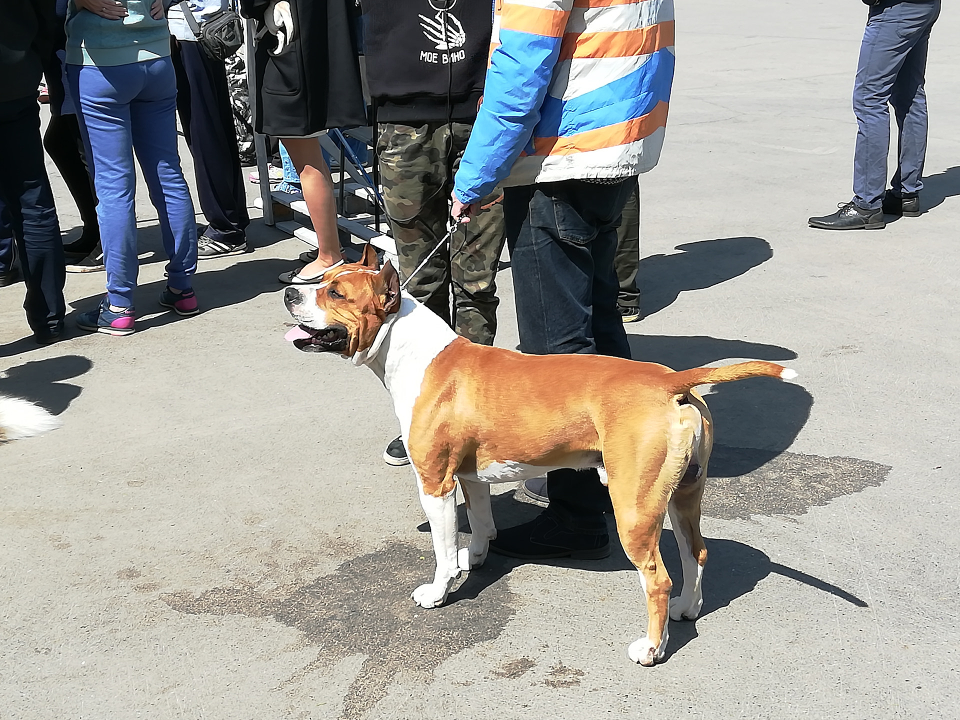 05 2024. Выставка собак 19. На выставке собак. Выставка собак 19. Хендлер на английском.