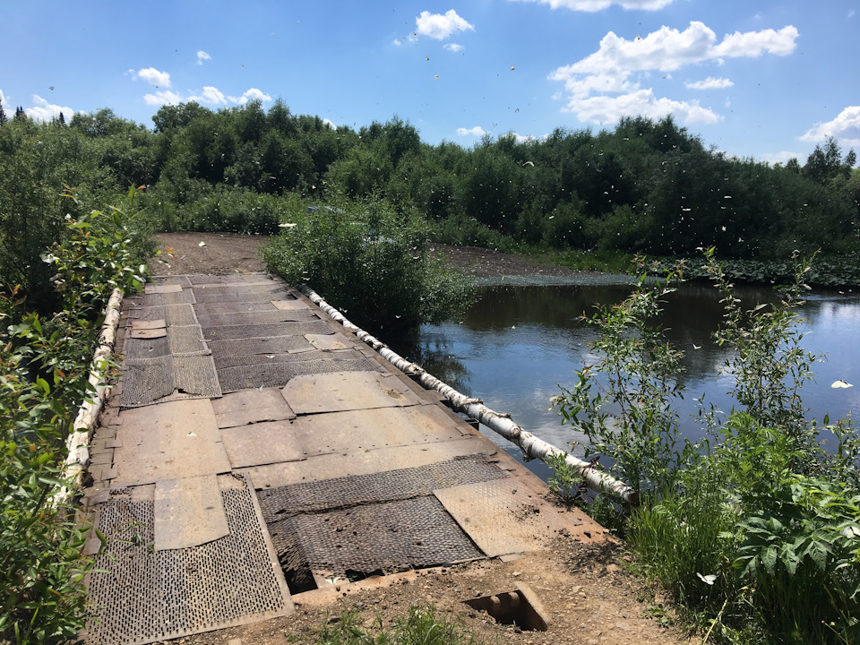 какая рыба водится в реке золотой китат. Смотреть фото какая рыба водится в реке золотой китат. Смотреть картинку какая рыба водится в реке золотой китат. Картинка про какая рыба водится в реке золотой китат. Фото какая рыба водится в реке золотой китат