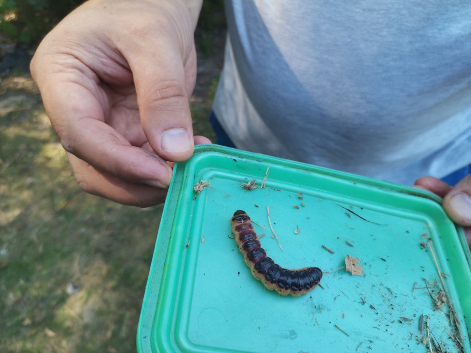 Жареное мясо на углях. — Сообщество «Вкусно жрать» на DRIVE2