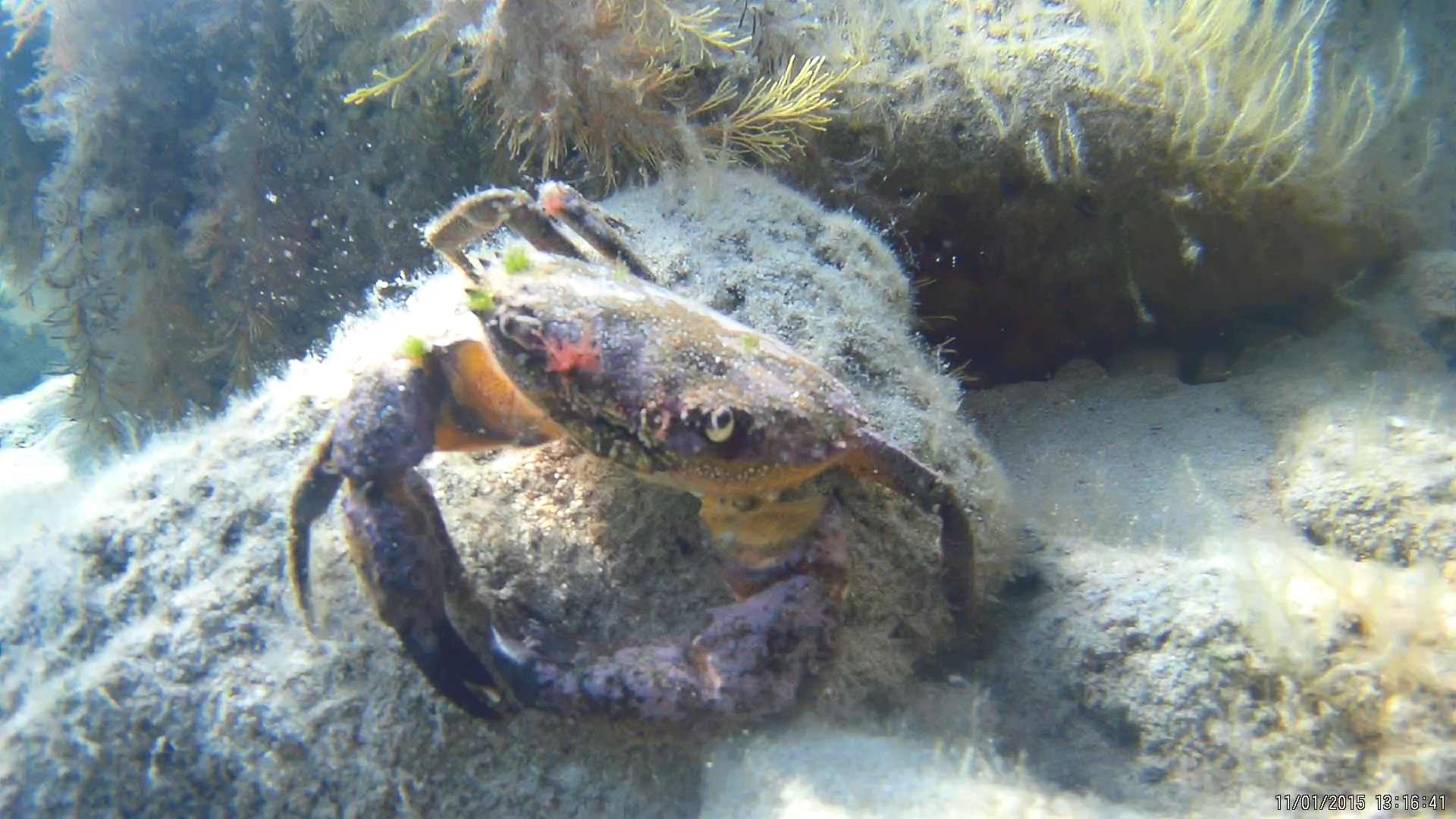 Есть ли крабы в белом море